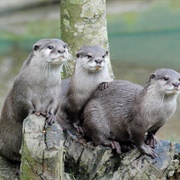 Tamar Otter Wildlife Centre