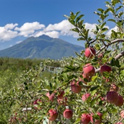 Aomori Apples