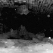 I Have the Body of a Pig