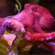 West Virginia: The Octopus Mystery