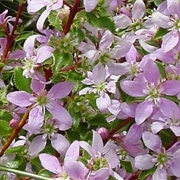 Round Leaf Buchu (Agathosma Betulina)