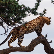 Leopard