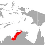 Arnhem Sheath-Tailed Bat