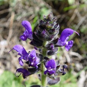 Wild Clary (Salvia Verbenaca)