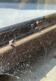 The Spider and the Bee David Lynch (2020)