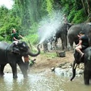 Patara Elephant Farm