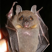 Blanford's Fruit Bat