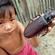 Worlds Biggest Insect the Titan Beetle