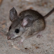 Piñon Mouse