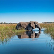 The Okavango Delta, the Okavango Delta