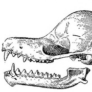 Mexican Greater Funnel-Eared Bat