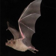 Southern Long-Nosed Bat