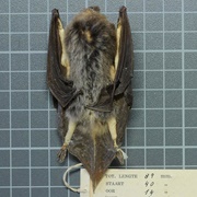 Large-Footed Bat