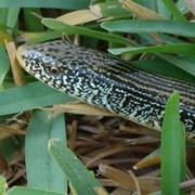 Glass Lizard