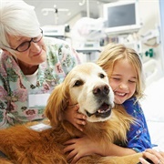 Therapy Dog