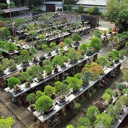 Omiya Bonsai Village, Saitama
