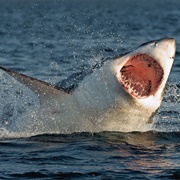 Jersey Shore Shark Attacks of 1916