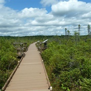 Bog Walk, Orono