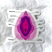 Vulva