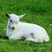 Goat Kid