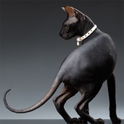 Sphynx Cat