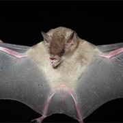 Dekeyser&#39;s Nectar Bat