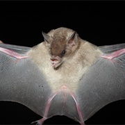 Dekeyser's Nectar Bat