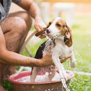 Bathe a Pet