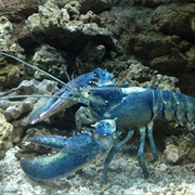Blue Lobster