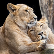 Korkeasaari Zoo, Helsinki, Finland