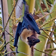 Samoa Flying Fox