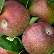McIntosh Apples (Canada)