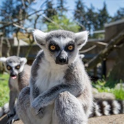 Oregon Zoo, Washington Park, Portland, Oregon, USA