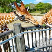 Lisbon Zoo, Portugal