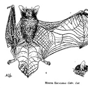 Escalera's Bat