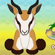 South African Springbok