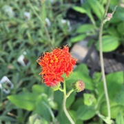 Emilia Coccinea