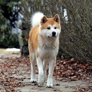 Hachi (Hachi: A Dog's Tale, 2009)