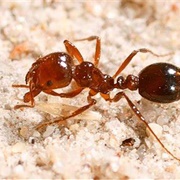 Red Ant