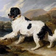 Lion: A Newfoundland Dog (Edwin Landseer)