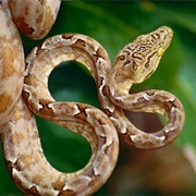 Amazon Tree Boa