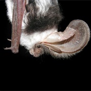 Spotted Bat
