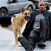 Samantha (I Am Legend, 2007)