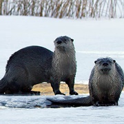 Otter Spotting in Waskesui, Canada