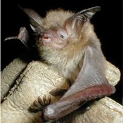 Southwestern Myotis