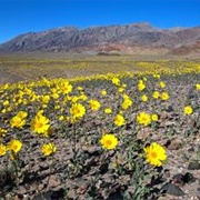 Desert Wildflowers