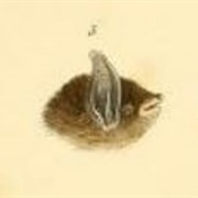 Silver-Tipped Myotis