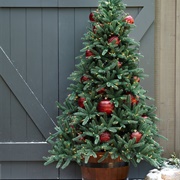 Outdoor Christmas Tree