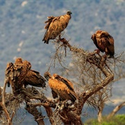 Vulture