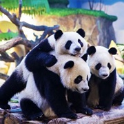 Chimelong Xiangjiang Safari Park, Guangzhou, China